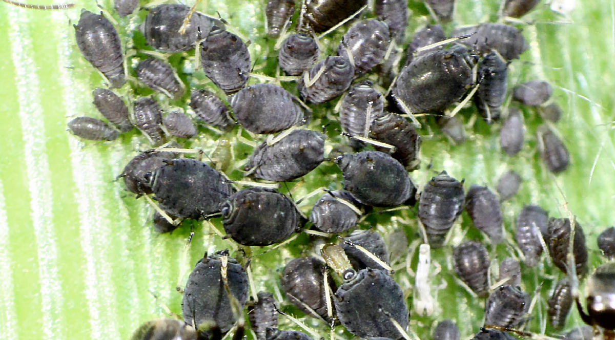 afide del mais: Rhopalosiphum padi? No; Aphis craccivora